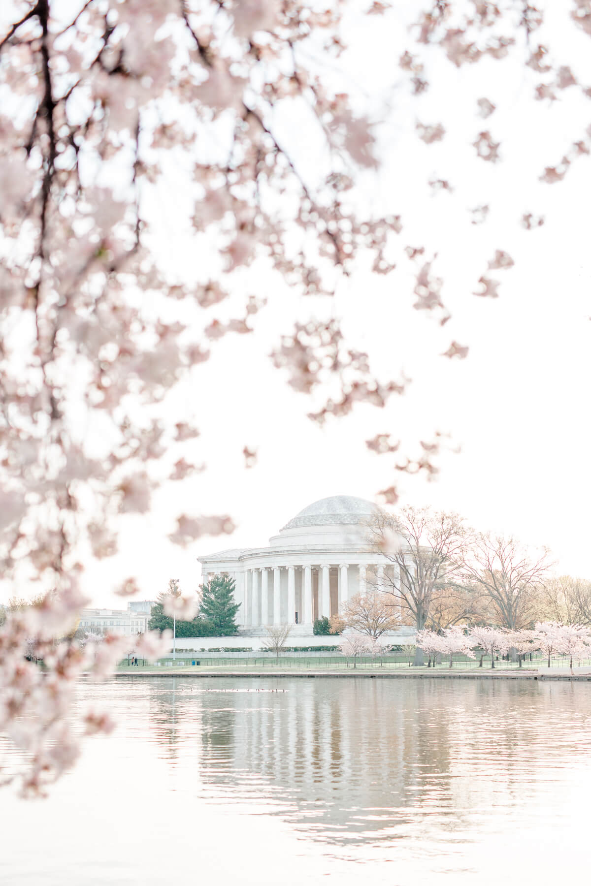 charlotte carrier add photo ms cherry blossoms