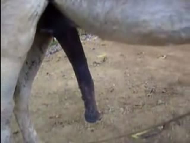 Donkey Masturbates dp creampies