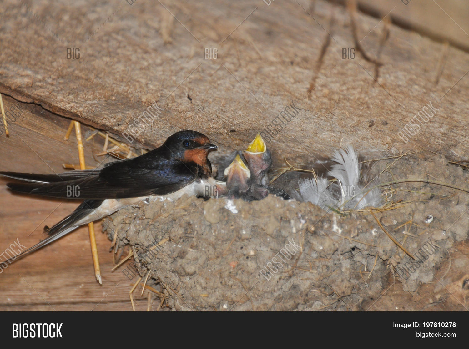 mother swallows