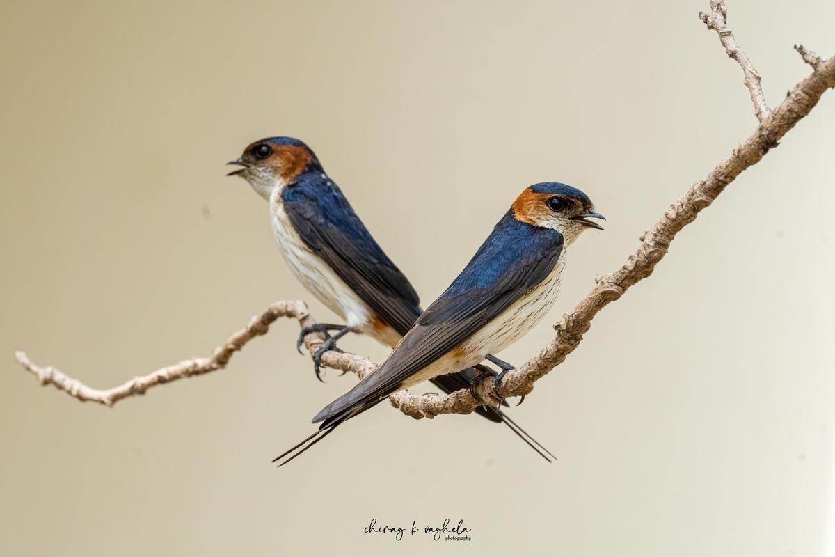 debbie nalder recommends amateur asian swallow pic