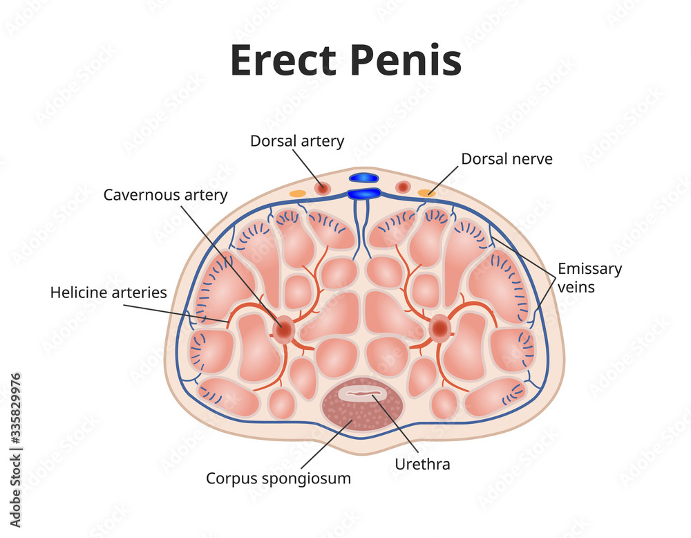 brian losito add male erection picture photo