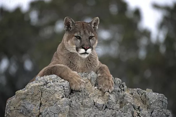 Small Breasted Cougars in udine