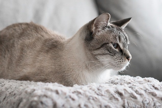 big oiled boobies cat