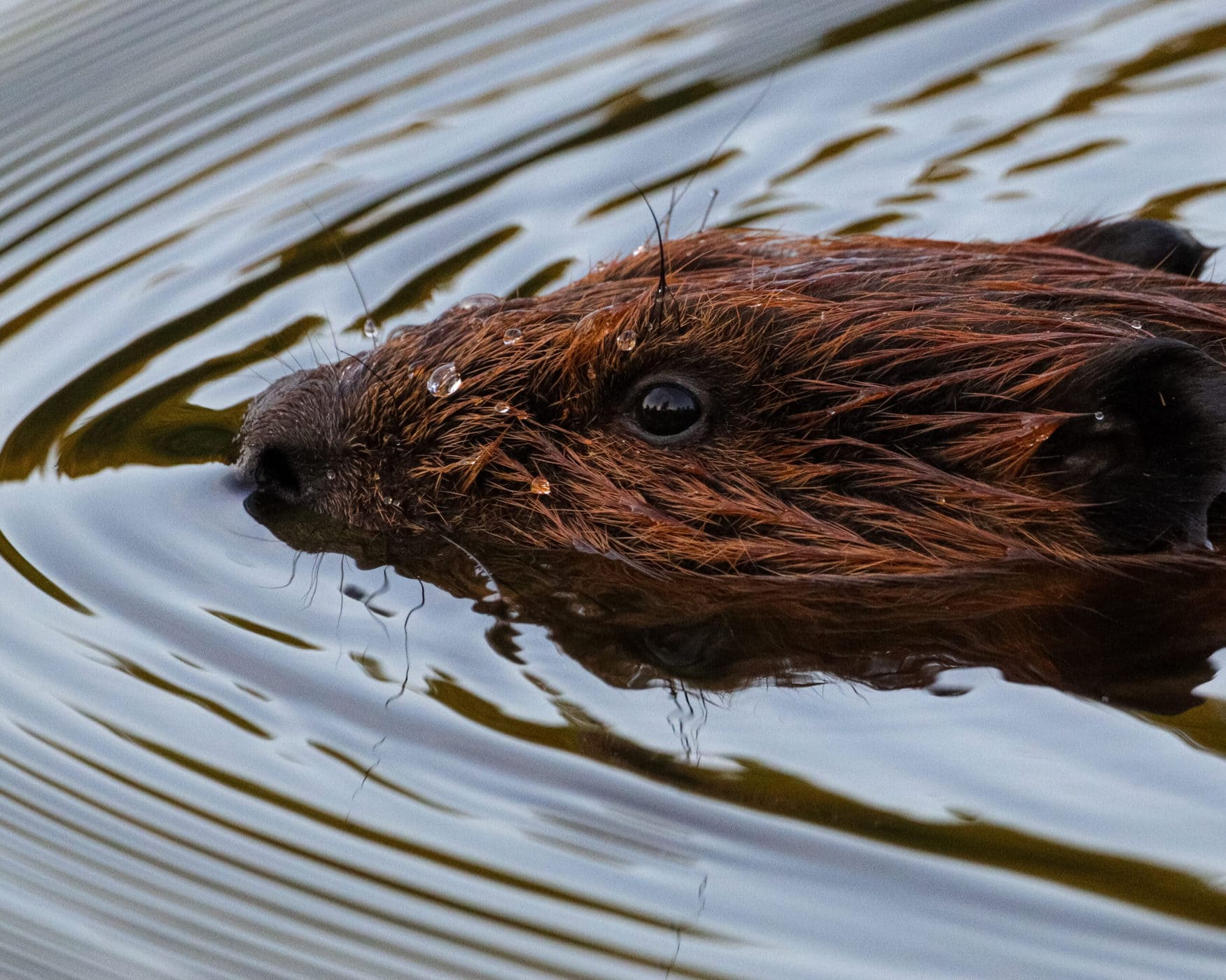 Best of Trimmed beaver