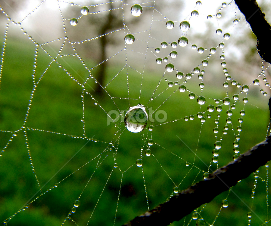 Spiderweb Porn my tongue