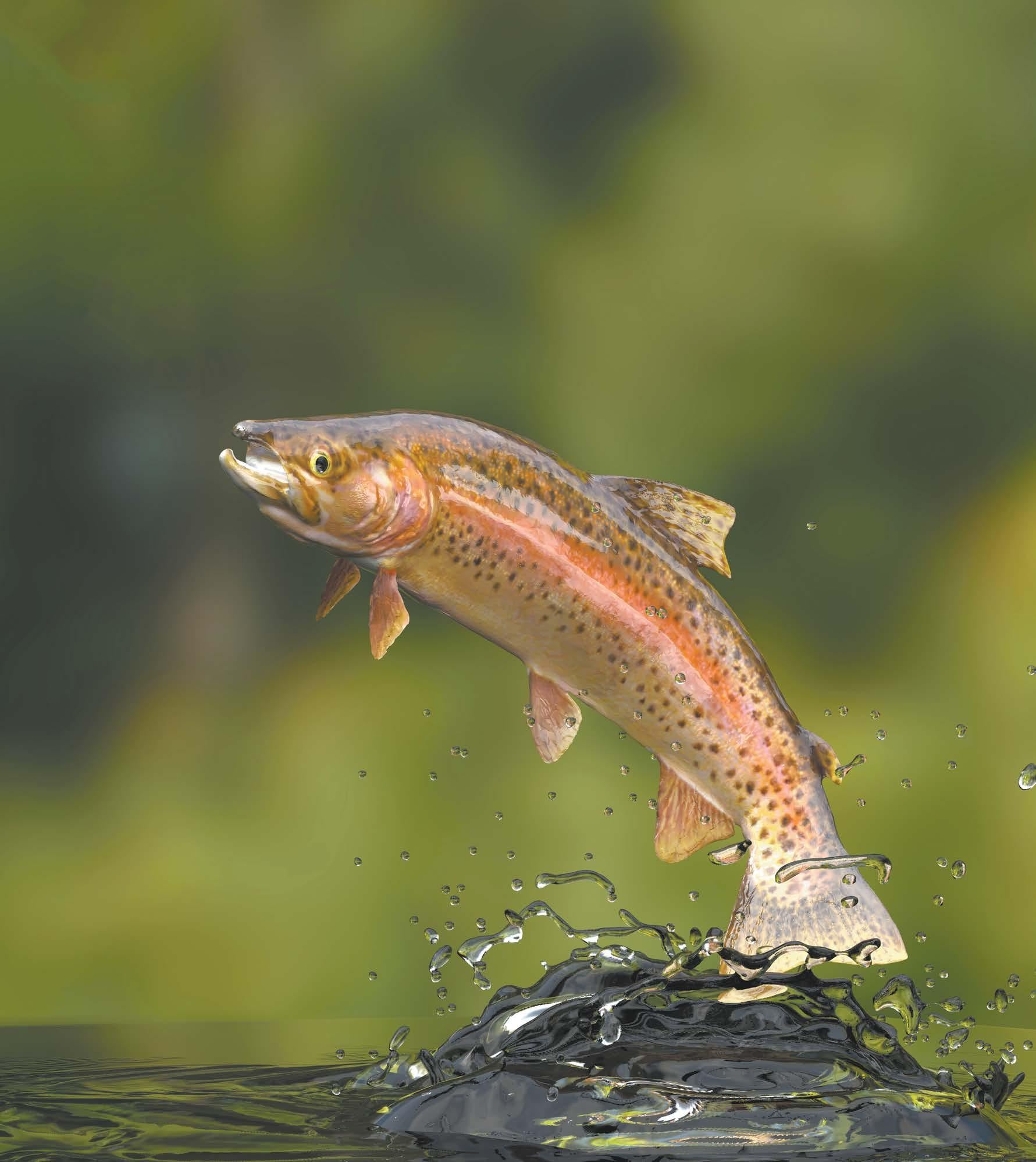 dreamy bull fishing video