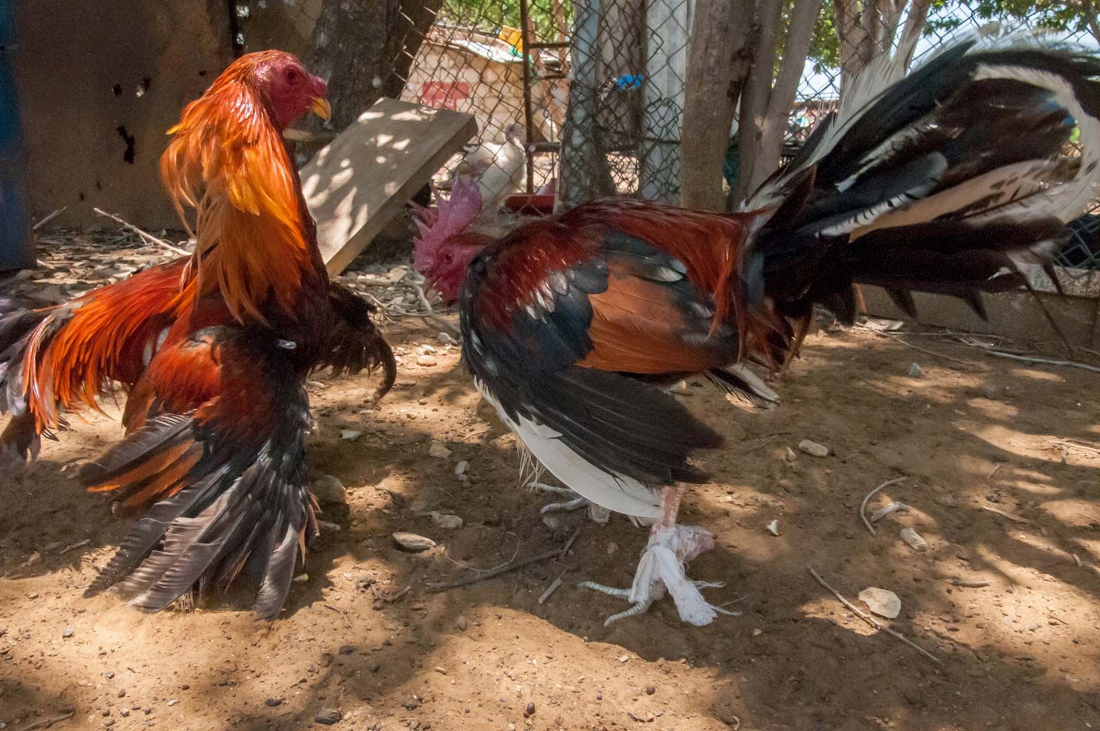 bijoy sarkar share videos of cock fights photos