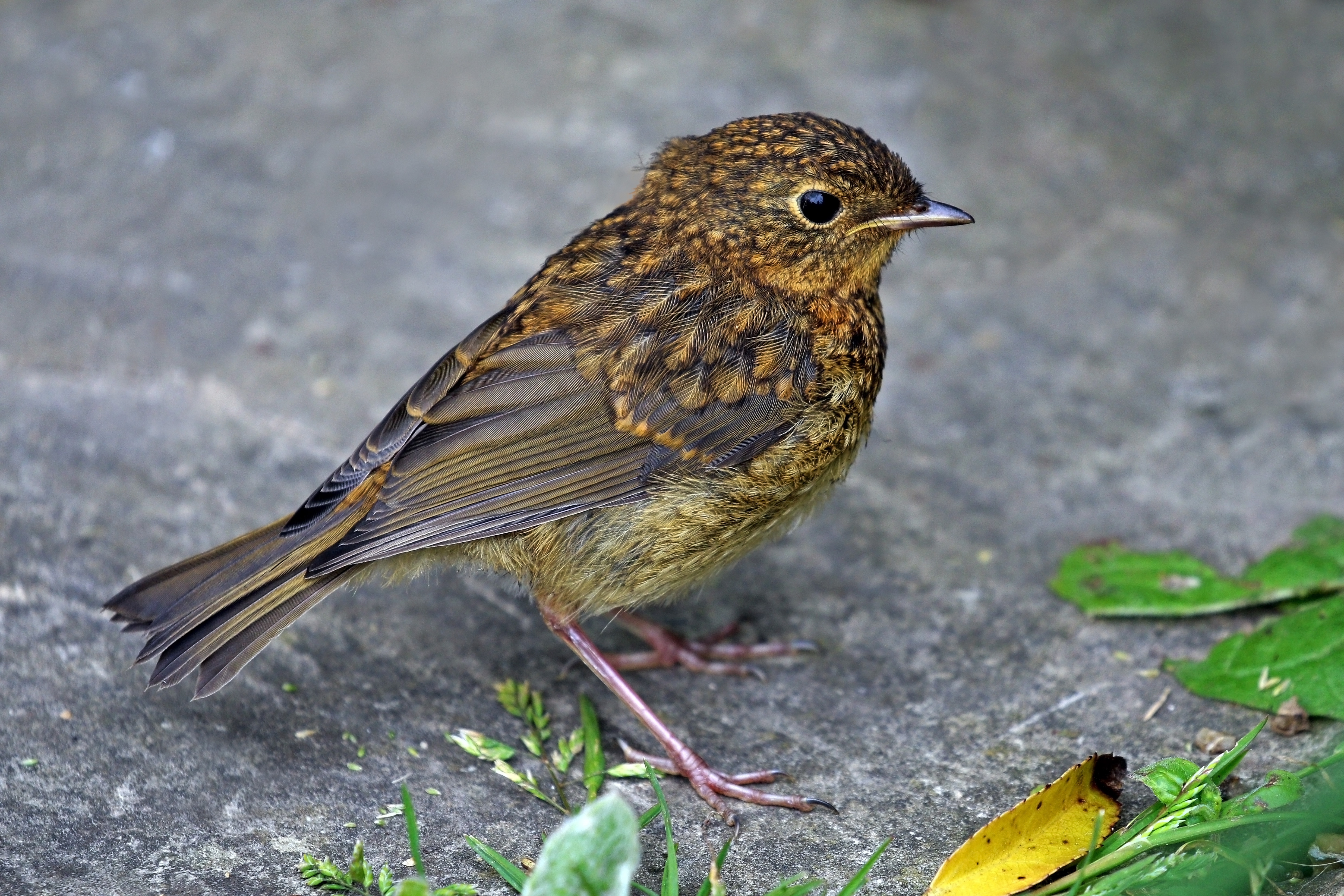 bruce albrecht add olive wren porn photo