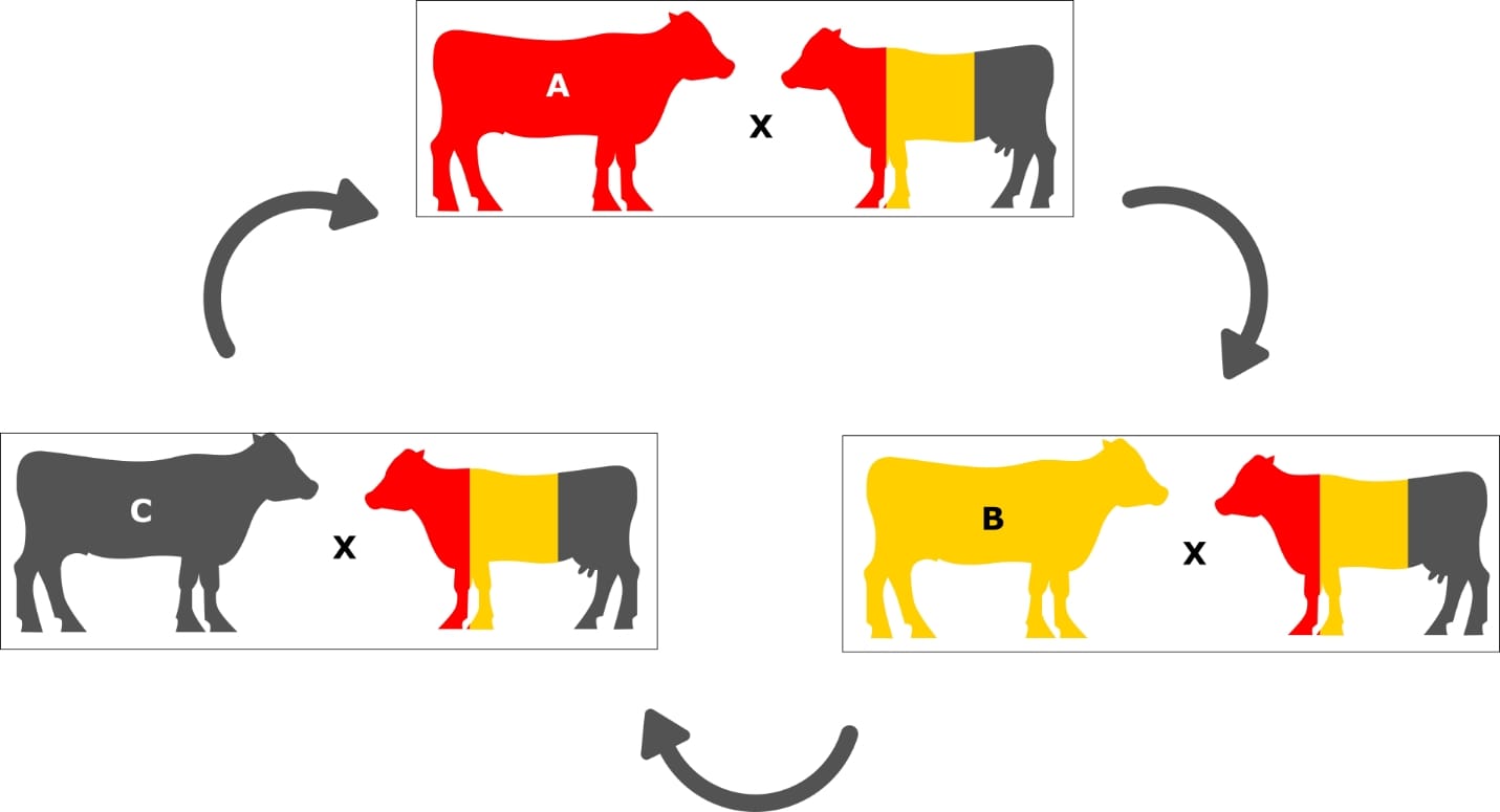 Crossbreeding Assistance asian hd