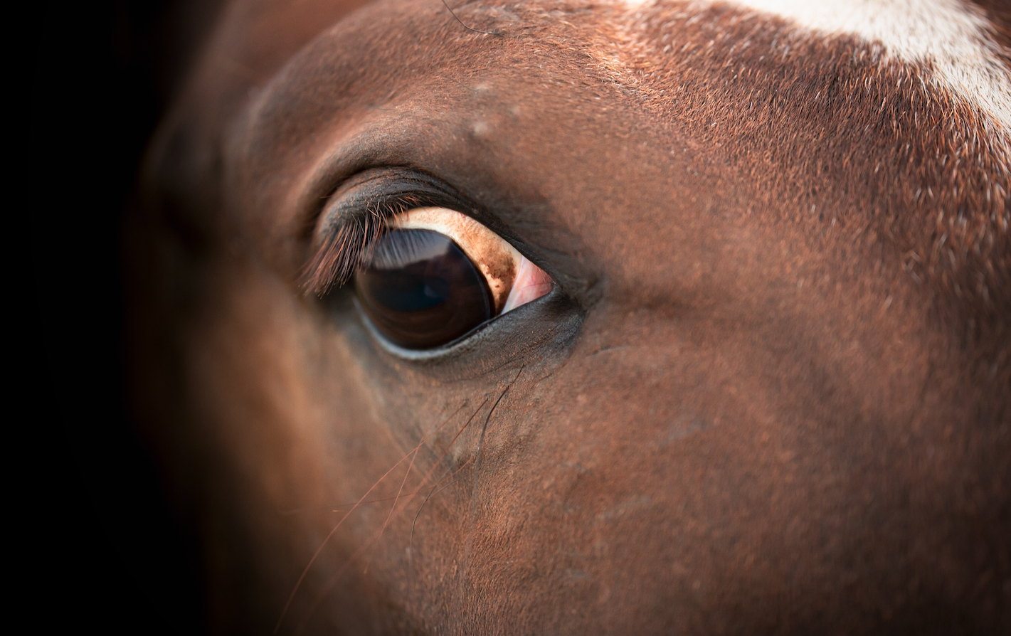 bret christopherson share sucking horses cock photos