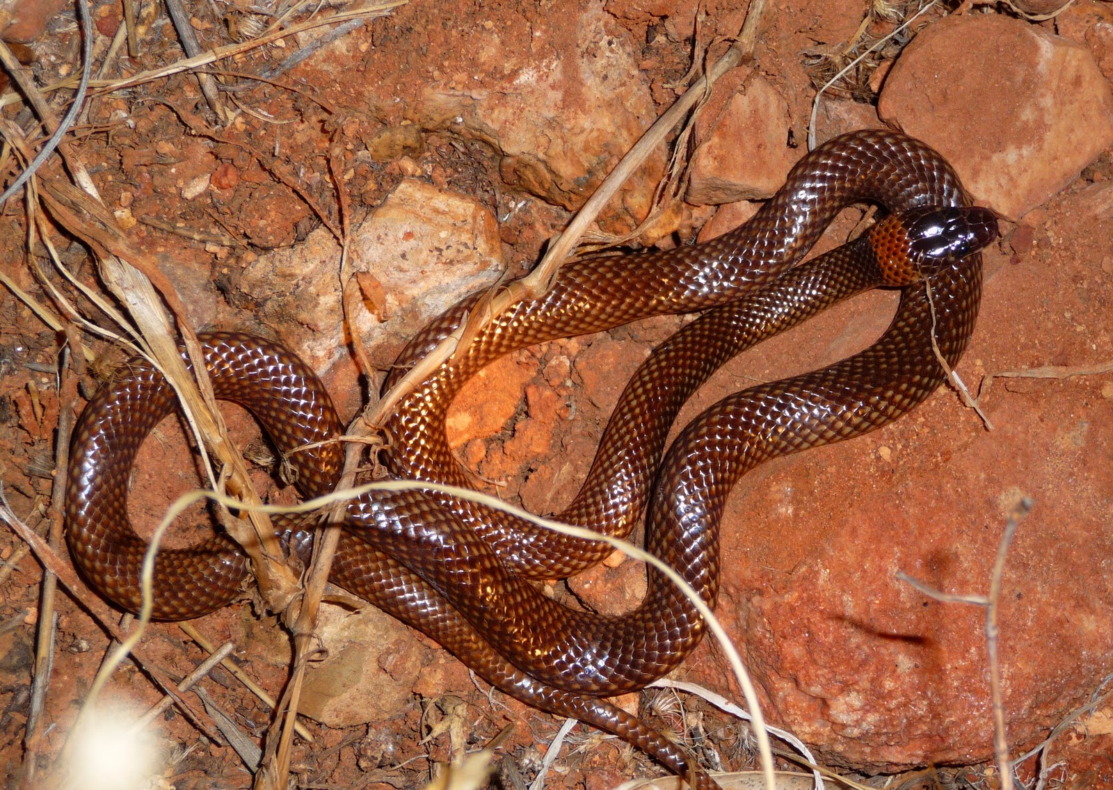 moona snake