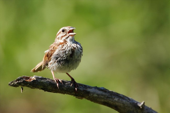 bruce fellows recommends olive wren porn pic