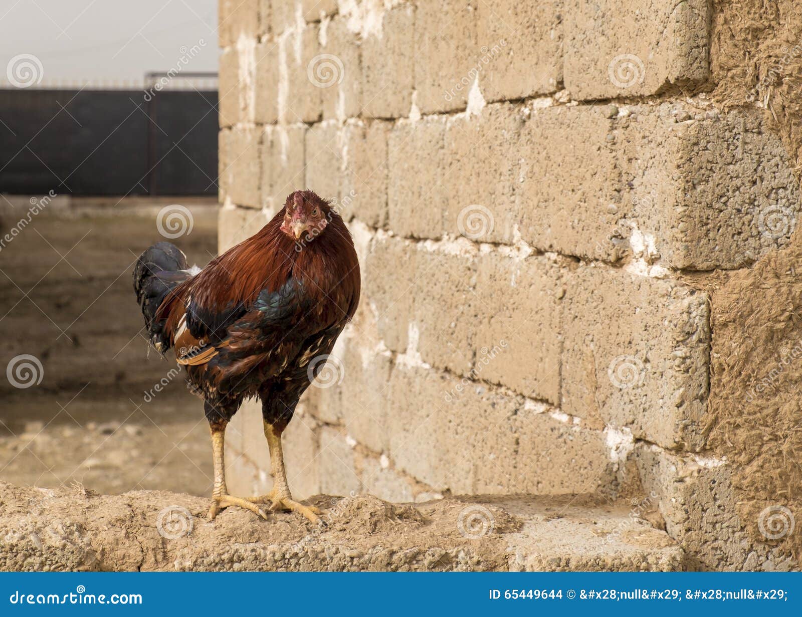 becky beattie recommends iraqi cock pic