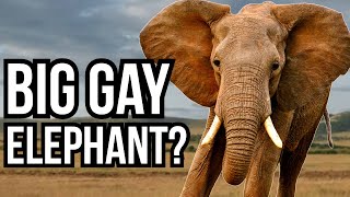 diana macken add gay porn elephant photo