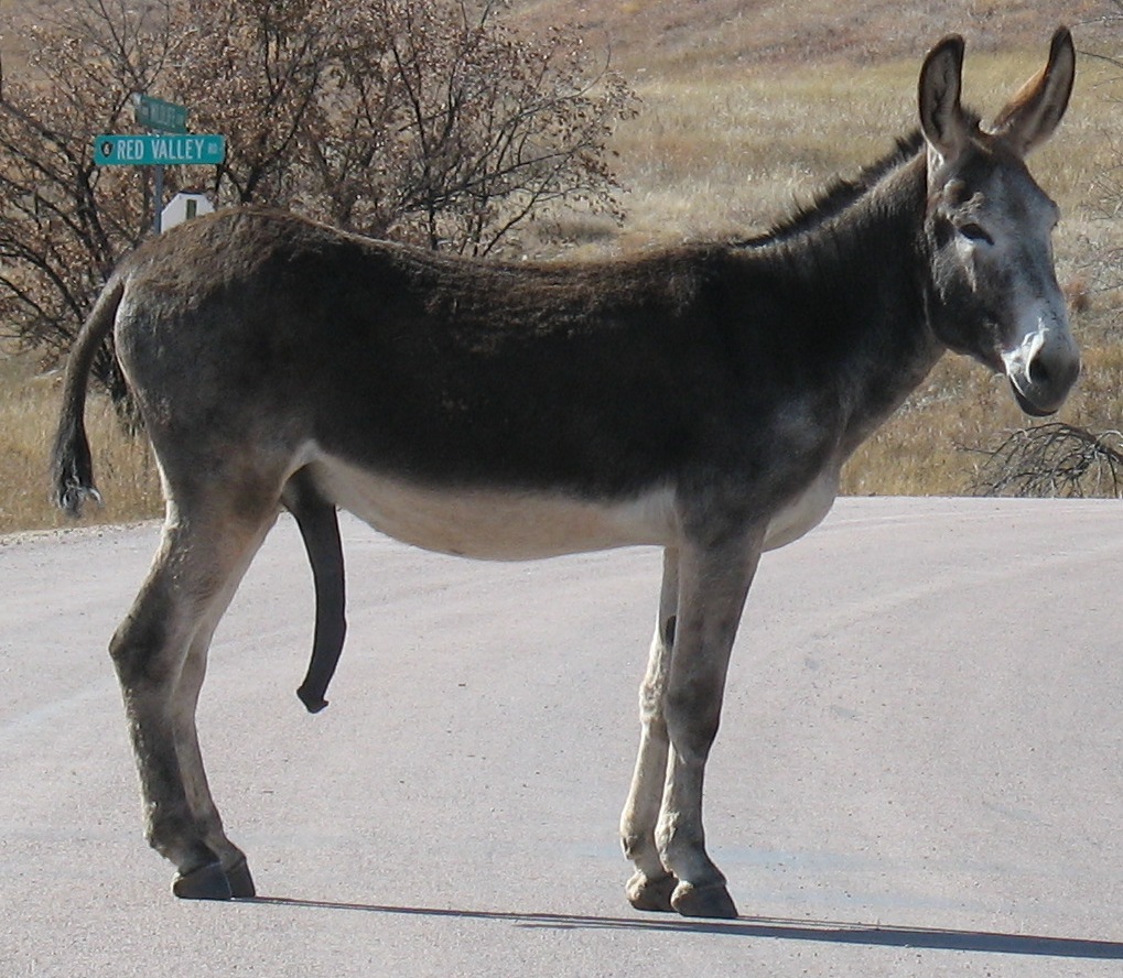 amy ortiz garcia recommends donkey cock pic