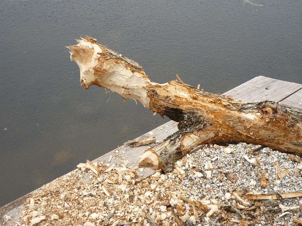 trimmed beaver