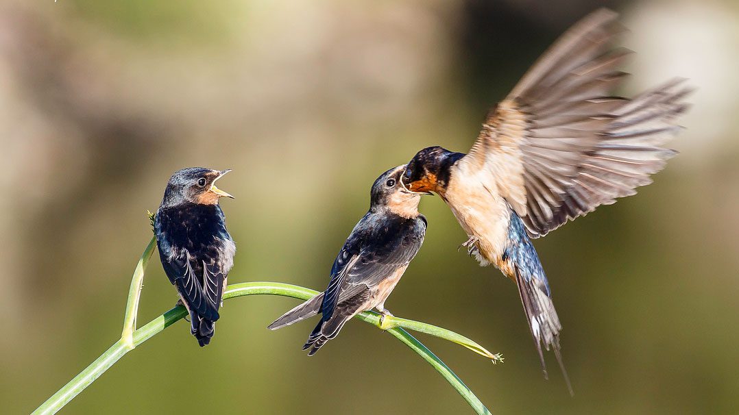 donna blackstone recommends mother swallows pic