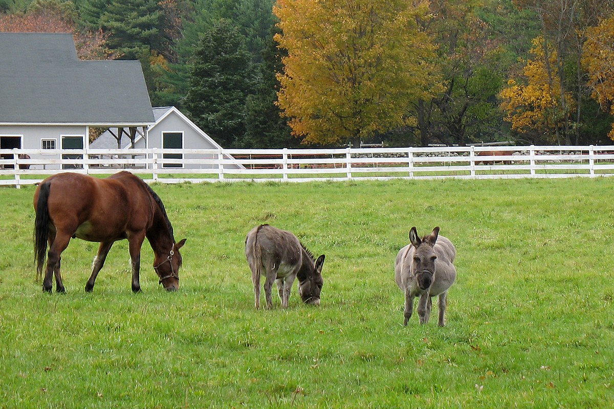 Best of Sucking horses cock