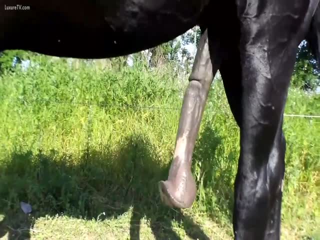 Best of Masturbating stallion