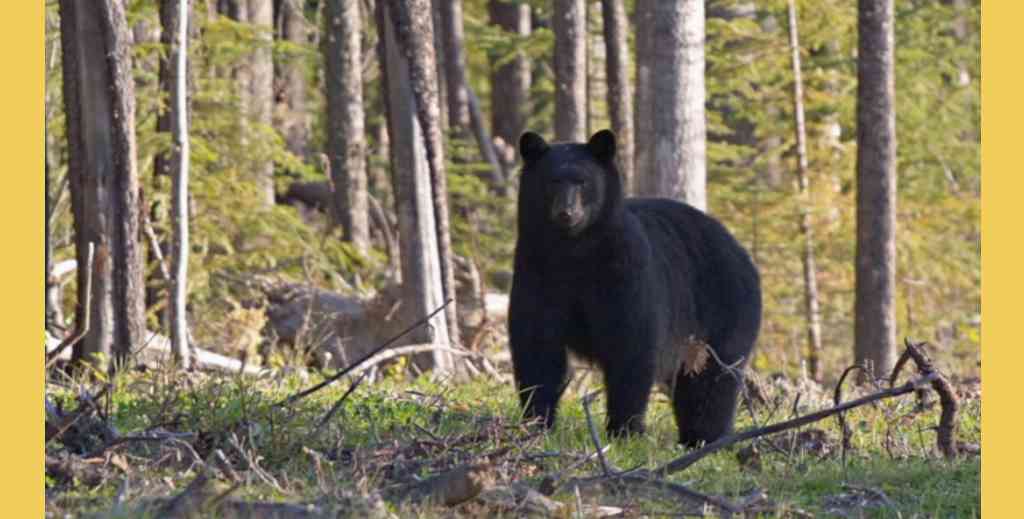 chaitanya tangirala recommends videos dancing bear pic