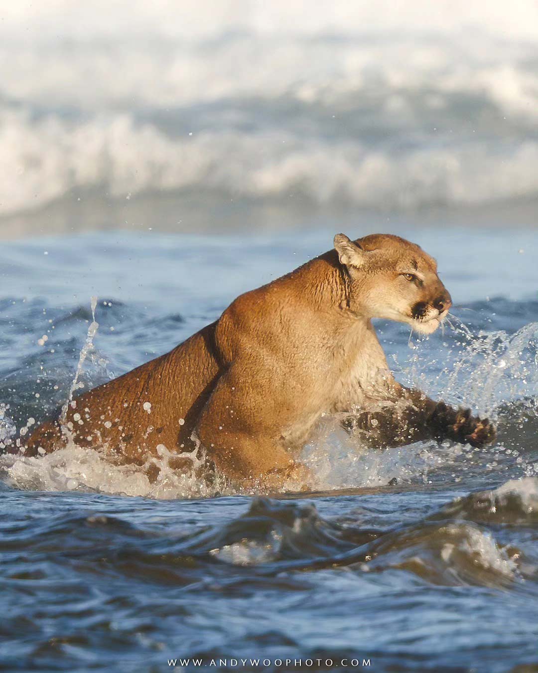 Best of Wet cougars