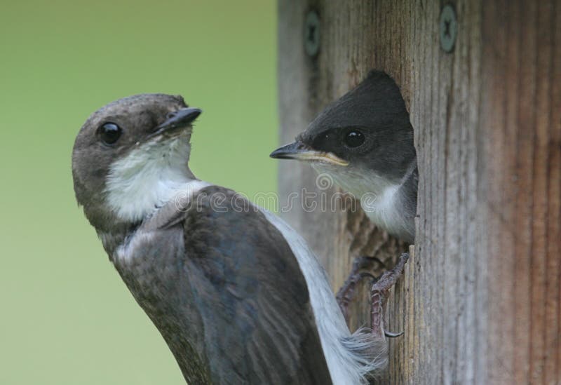 charley brough recommends mother swallows pic