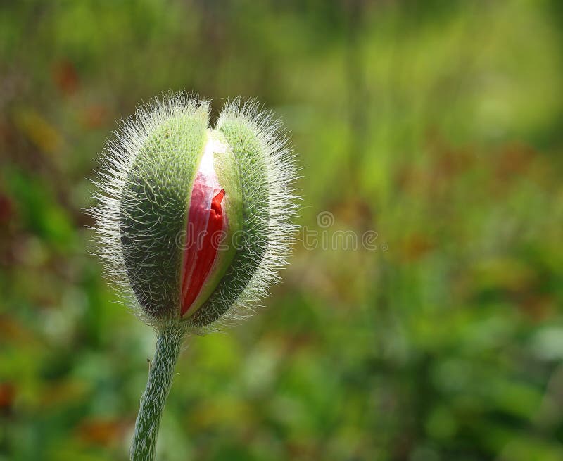 ahhyun kim share hairy vaginias photos