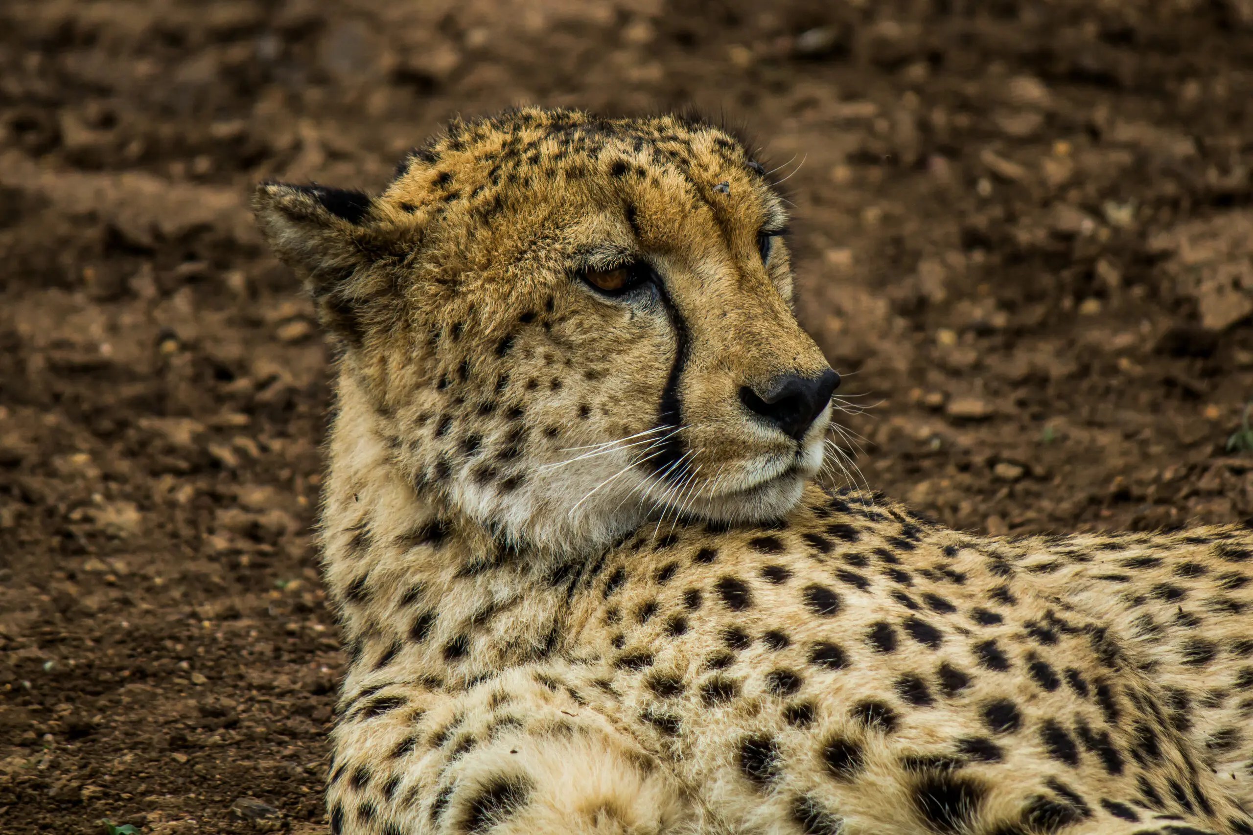 buddy jolley recommends cheetah tits pic