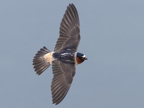 anthony dingman share road head swallow photos