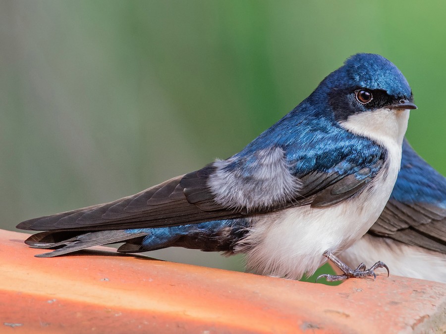 charisse abello recommends road head swallow pic