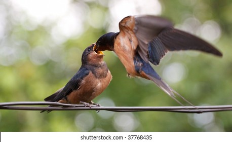 catherine burdett share mother swallows photos