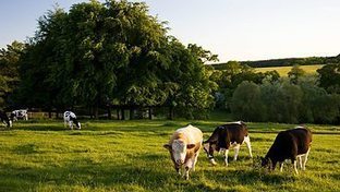 carole tuck recommends Milking Bbc