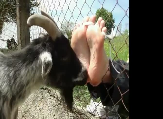 brent hilbert add photo gay goat porn