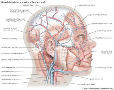 alli bernard recommends anatomy class porn pic