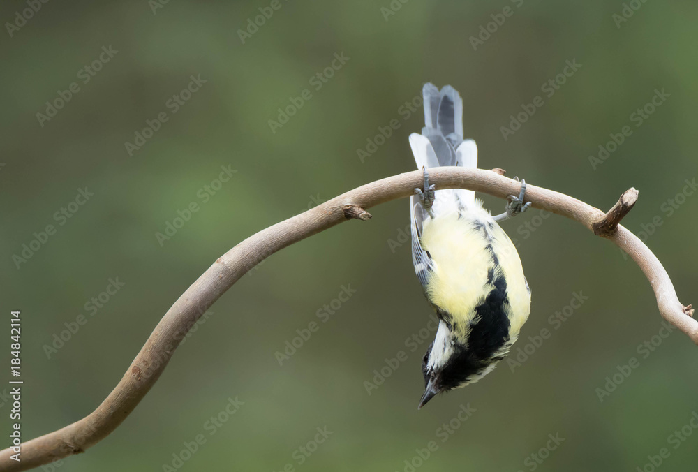 brad dukes add tit hanging photo