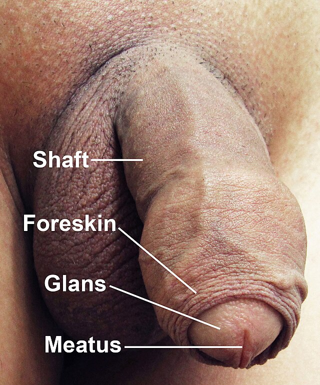 Best of Male erection picture