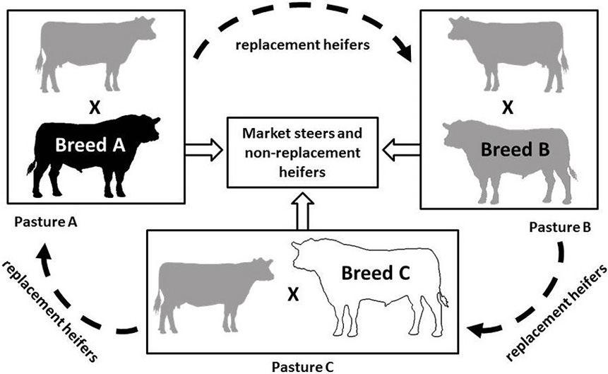 chad osmer share crossbreeding assistance photos