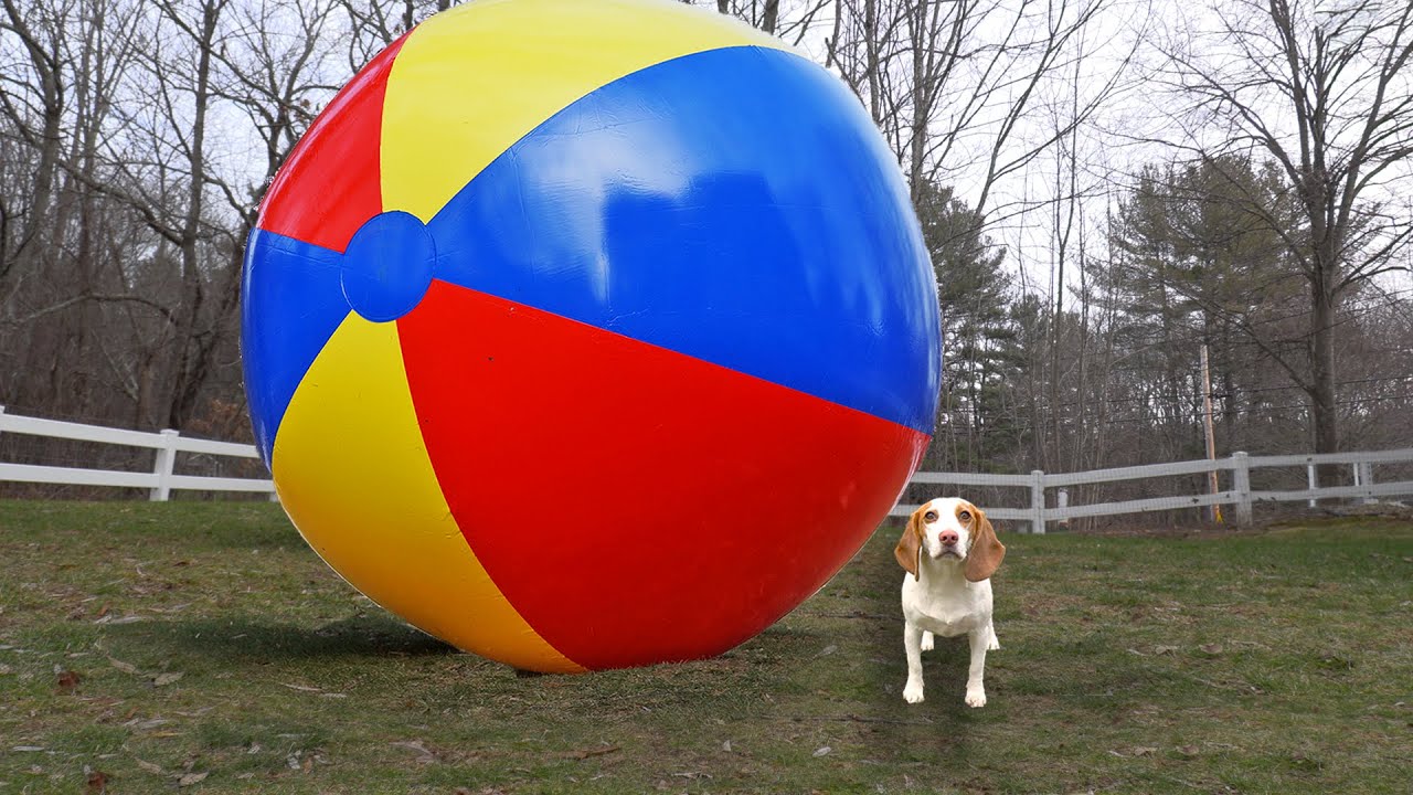 Beach Ball Humping good xxx