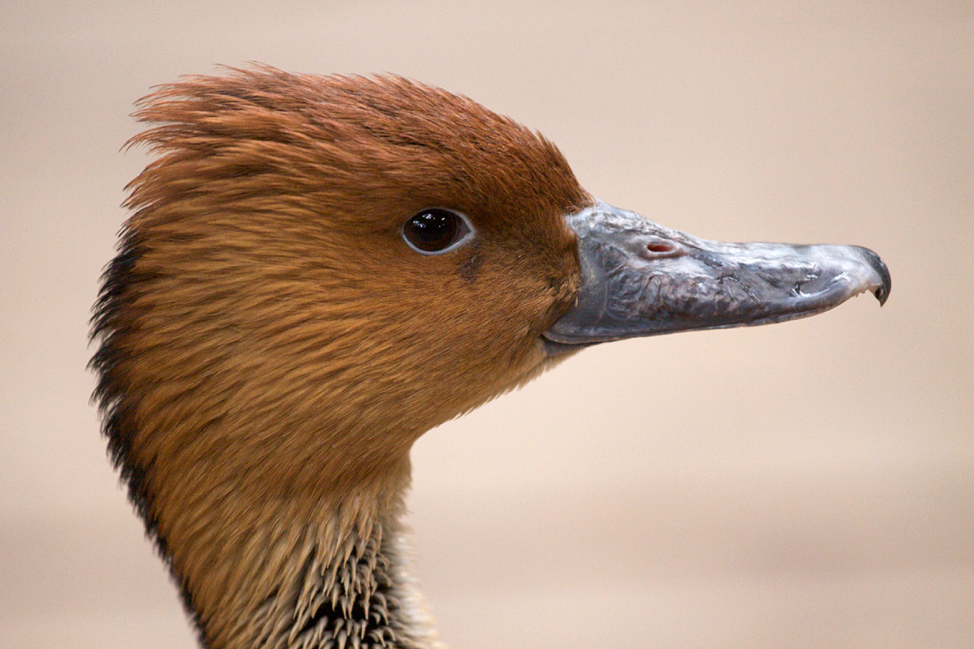 anto rayan share duck porn photos