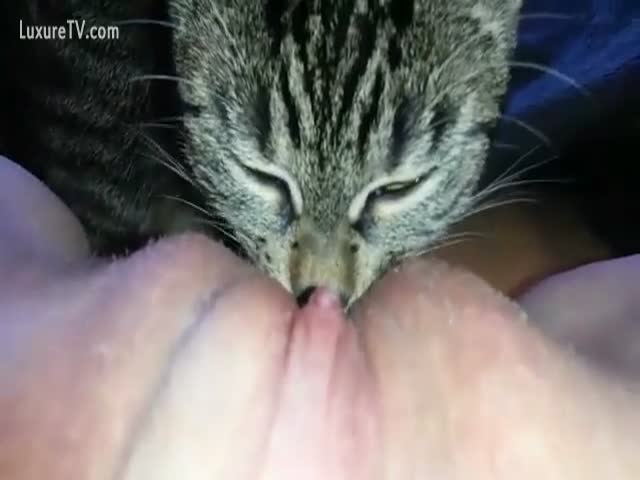 connie bard recommends cat pussy lick pic