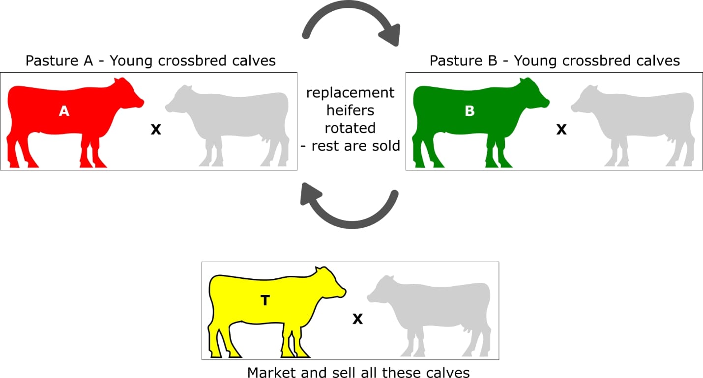 ahmed said rashad recommends crossbreeding assistance pic