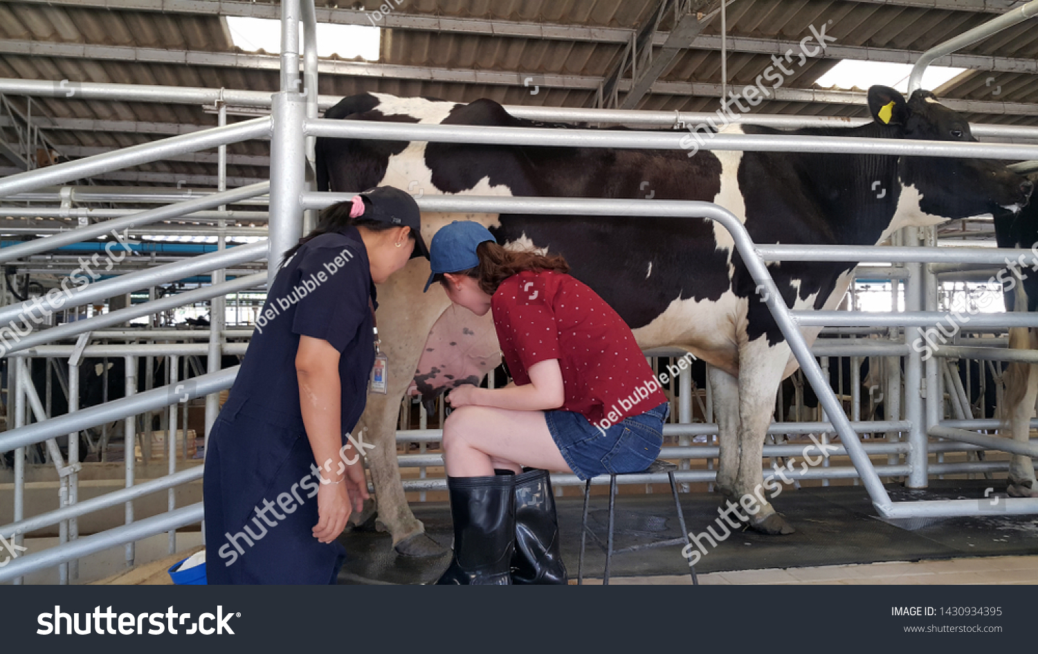 cowgirl milked