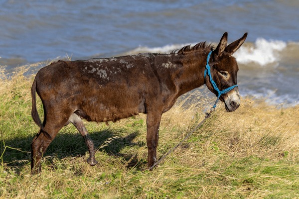 angelie go recommends donkey cock pic