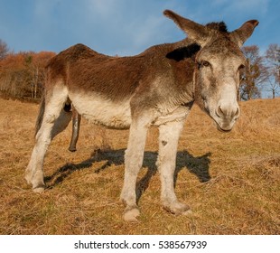 abdullah jaradat add donkey cock photo