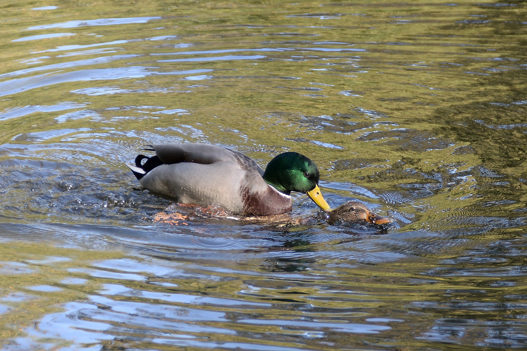 chaudhary prince recommends duck porn pic