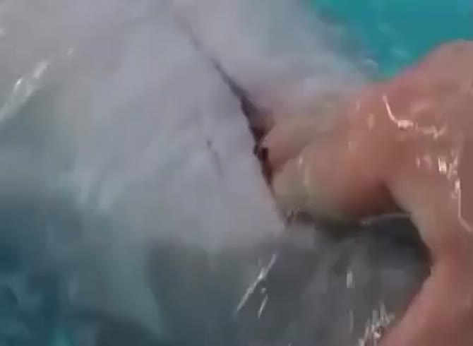 Female Dolphin Porn like creampies