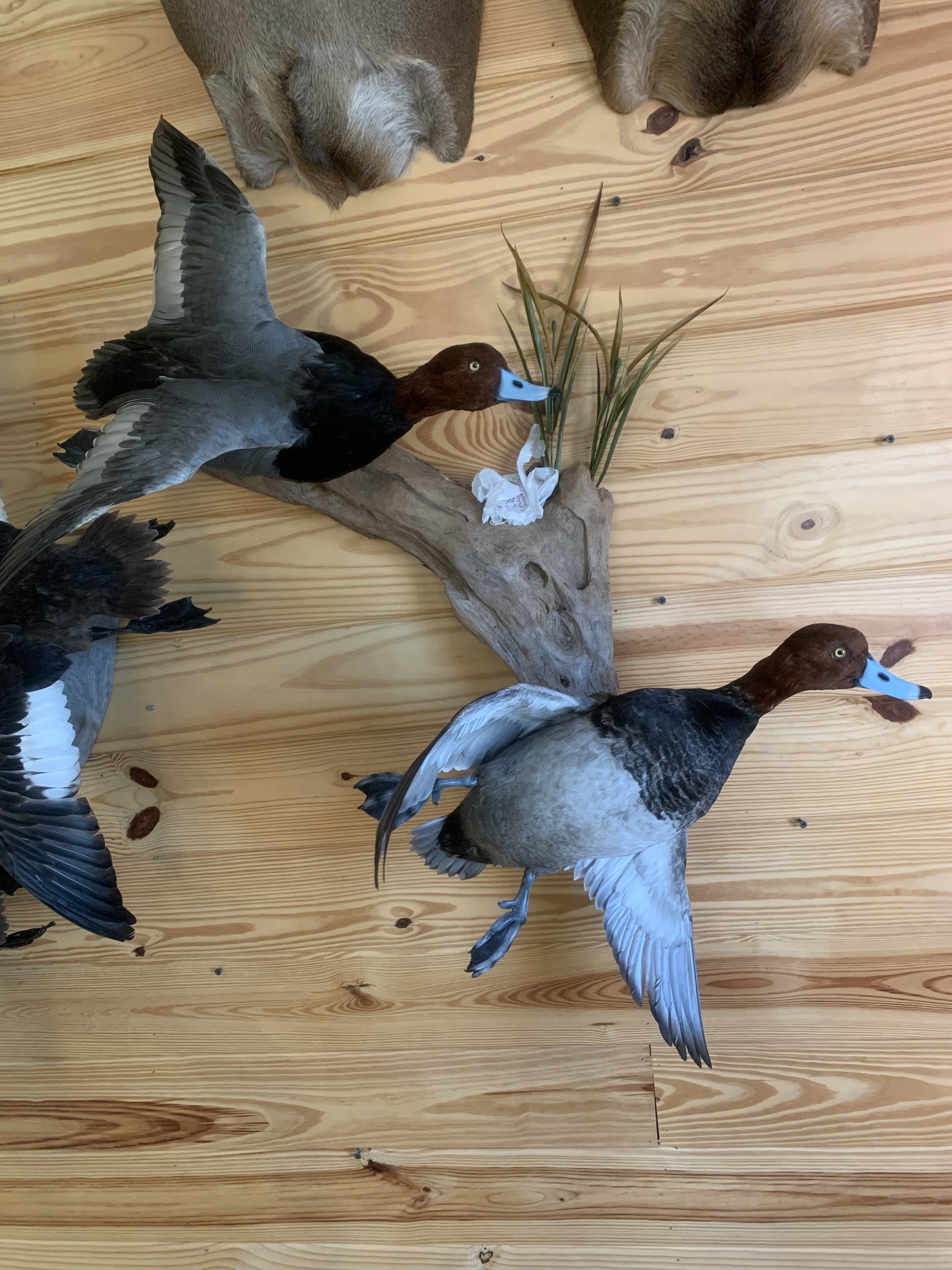 abet mateo share redhead mounts photos