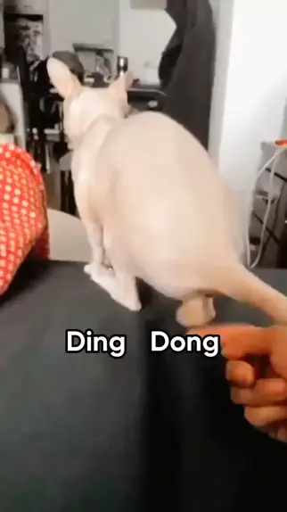 farong ding dong