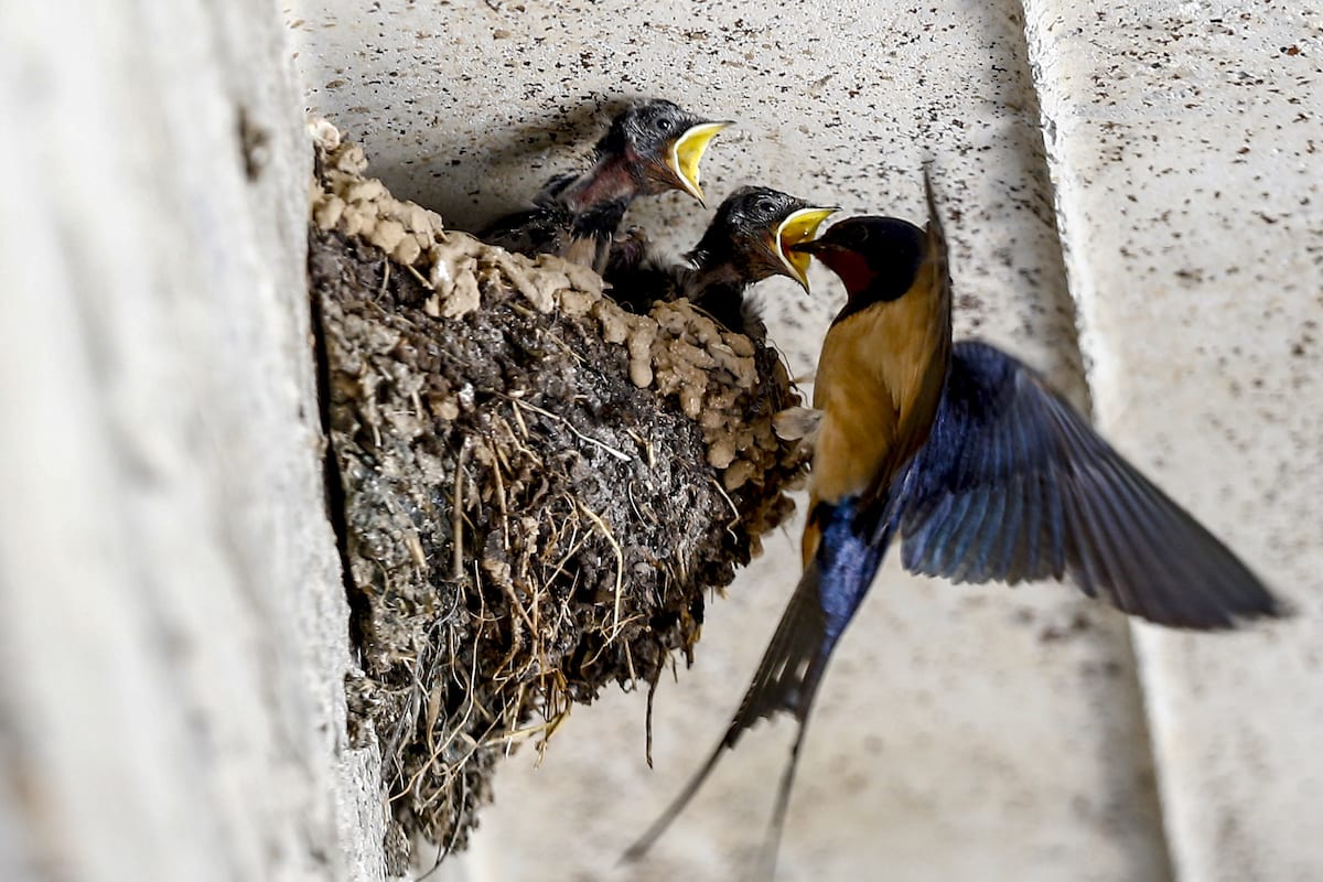 Best of Mother swallows