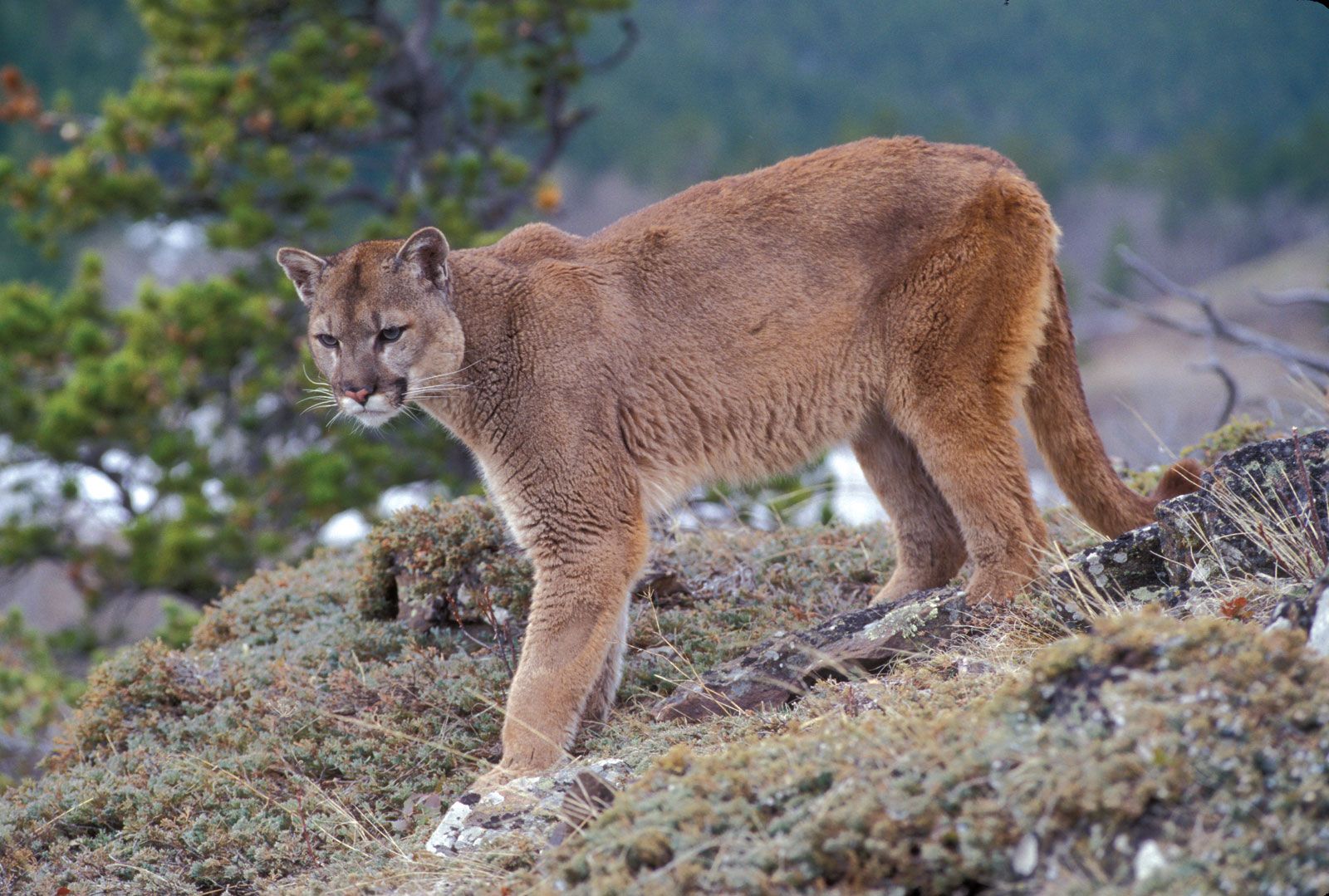 abby medeiros recommends Freaky Cougars